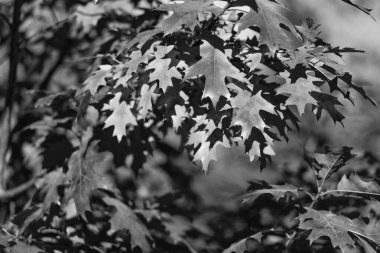 Dalda portakal meşesi yaprakları. Doğal sonbahar arkaplanı.