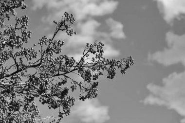 rowan tree with red berry on branch and sunny sky background.