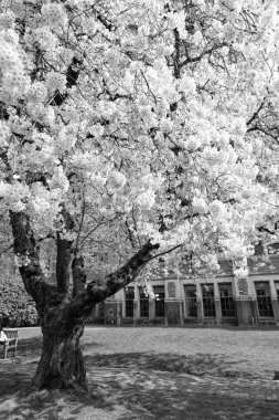 Sakura ağacı çiçek açan doğa arka planda bahar parkında.