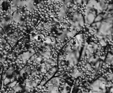 turuncu sonbahar rowanberry dalı. Turuncu sonbahar rowanberry. Turuncu Rowanberry ile sonbahar sezonu.