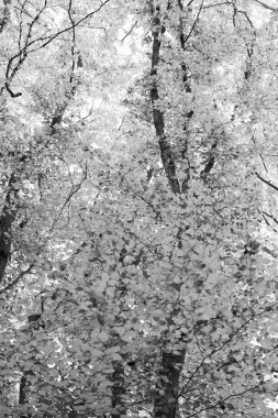 Ağaç dallarında sarı sonbahar yaprakları. Sarı sonbahar yaprakları. Sarı yapraklı sonbahar mevsimi.