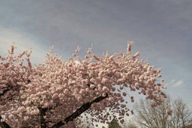 Japon sakura çiçeği doğası. Baharda kiraz çiçeği açar. Sakura çiçeğinin fotoğrafı. Sakura baharda çiçek açar.