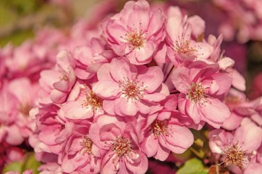 Çiçek açan baharda, pembe kiraz ağacı çiçeği. makro çiçekler.