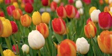 Çiçek açan doğa yakın plan. Çiçekli lalenin Macro 'su. Lale çiçeği. Doğal çiçek bitkisi. Flora Doğa. Doğada çiçek açan parlak çiçek. Lale alanı arka planı. Lale çiçeği. Bahar çiçekleri.