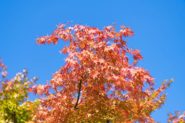 Sonbahar ağacı. Sonbahar sezonunda doğa. Sonbahar güneşli bir gün. Ağaçta mevsimlik yapraklar. Doğal sonbahar yaprakları. Doğanın sonbahar güzelliği. Sonbahar mevsimi doğası. Akçaağaç yaprakları dökülüyor. Soğuk sonbahar havası.