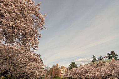 Sakura çiçeği doğası, kopyalama alanı. Baharda kiraz çiçeği açar. Sakura çiçeğinin fotoğrafı. Sakura baharda çiçek açar.
