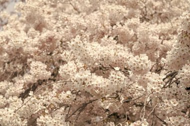 Bahar sakura kirazı dalda çiçek açıyor. Çiçek açan sakura çiçeğinin fotoğrafı. Çiçekli sakura çiçeği. Çiçek açan sakura.