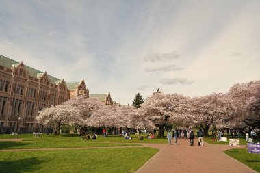 Seattle, Washington ABD - 3 Nisan 2021: Parkında çiçek açan ağaçlarla Washington Üniversitesi Kampüsü.