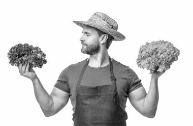 farmer in apron and hat with healthy lettuce vegetable isolated on white.