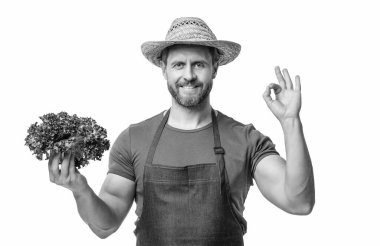 greengrocer in apron and hat with lettuce vegetable isolated on white. ok.