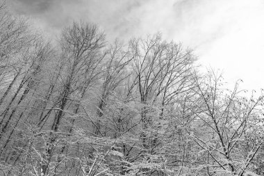 Rime ağaçların tepesinde kış ormanlarında bulutlu gökyüzünde.
