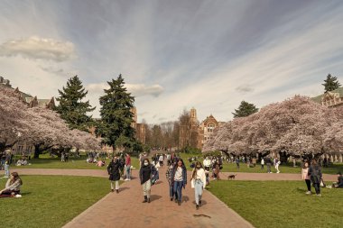 Seattle, Washington ABD - 2 Nisan 2021: Washington Üniversitesi kampüsünde bahar sakurası çiçek açıyor. Parktaki insanlar. Bahar mevsimi.