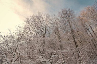 Rime ağaçların tepesinde kış ormanlarında bulutlu gökyüzünde.