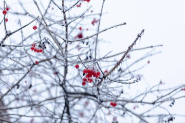 macro of beauty of winter nature. red frosty berries outside. winter nature season with frosty rowan berries twig. winter nature with frosty rowan berries. winter frosty rowan berries in nature. clipart