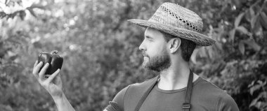 Hasat şapkalı hasat makinesi ve tatlı biber..