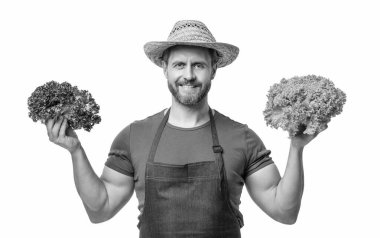 farmer in apron and hat with fresh lettuce vegetable isolated on white.