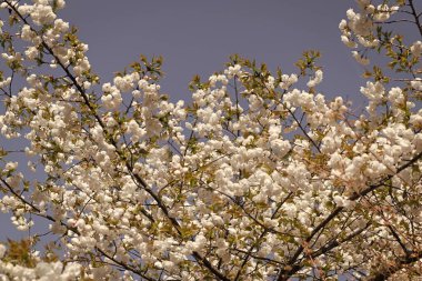 sakura branch flower blooming nature background in spring.