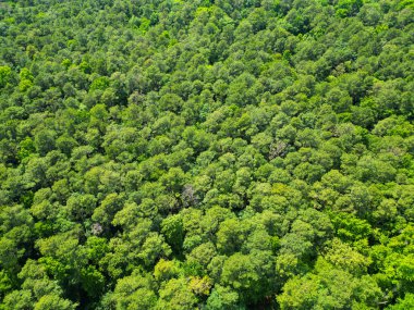 Yeşil ormanın manzarası. Yaz ormanı. Ormanın manzaralı manzarası. Ormanın havadan görünüşü. İlkbaharda yeşil orman manzarası. Doğa manzarası. Doğa koruma.