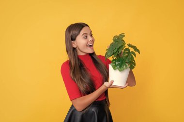 surprised child with monstera in pot on yellow background. clipart