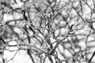 winter nature season with frozen twig. selective focus. winter nature with frozen plant. winter frozen berries in nature. beauty of winter nature. frozen plant twigs outside.