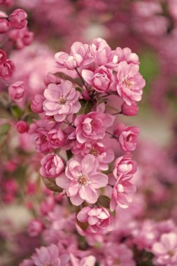 Dalda çiçek açan sakura çiçeğinin yakın çekimi. Çiçek açan sakura çiçeğinin fotoğrafı. Çiçek açan sakura çiçeği. Çiçek açan sakura çiçeği..