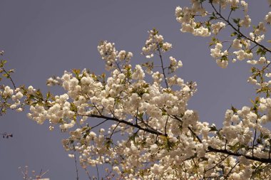 Kayısı ağacı çiçeği baharda çiçek açan doğa arka planı.