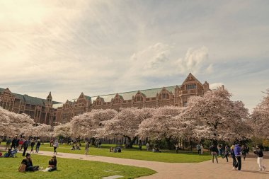 Seattle, Washington ABD - 2 Nisan 2021: Parkında çiçek açan ağaçlarla Washington Üniversitesi Kampüsü.