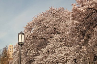 Sokak lambasıyla çiçek açan Sakura mevsimi. Bahar sakura sezonu. Bahar sakura sezonu başladı. Baharda Sakura mevsiminin fotoğrafı.