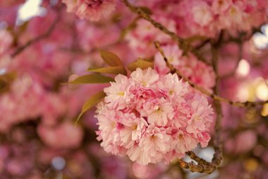 Kopya alanı olan dalda sakura çiçeği. Sakura çiçeğinin fotoğrafı. bahar sakura çiçeği. bahar sakura çiçeği..