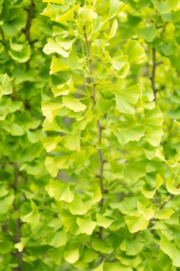 Yeşil yapraklar, ginkgo biloba bitkisinin doğal arka planıdır..