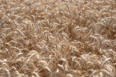 Altın çivi. Buğday tarlası. Altın buğday tarlası. Altın buğday arka planda kulaklar. Tarımsal tarla manzarası, buğday manzarası, güzel bir yaz manzarası. Ekin tarlası. Tahıl hasadı. Ürün üretimi.