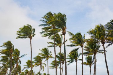 Güçlü rüzgar. Egzotik doğa. Rüzgarlı havada palmiye ağacı. Florida 'nın güney sahilinde kasırga. Kasırgada palmiye ağacı. Miami 'de rüzgar esiyor. Palmiye ağacıyla tropik rüzgarlı hava.