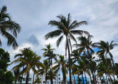 Miami, Florida 'da yaz tatili. Ocean Drive 'ın palmiye ağacı. Miami 'de tropik bir sahil. Palmiye ağacıyla tropik bir açık hava sahnesi. Tropik yaz tatili. Egzotik doğa. Palmiye ağacı.