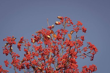 rowan tree with red berry on branch and sky background. closeup.