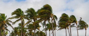 Rüzgarlı havada palmiye ağacı. Florida 'nın güney sahilinde kasırga. Kasırgada palmiye ağacı. Miami 'de tropik bir sahil. Palmiye ağacıyla tropik rüzgarlı hava. Güçlü rüzgar. Egzotik doğa.