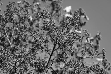 Sonbahar Kırmızı Sonbahar Kükreme Dalları. Red Autumn Rowan 'ın seçici odağı. Red Rowan ile sonbahar sezonu.