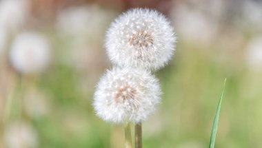 The fluffy puff of a dandelion clock in macro. Flower prepares to spread its seeds in the springtime. Dandelion seedhead in nature. White seed head. Dandelion in the nature. Dandelion flower. clipart