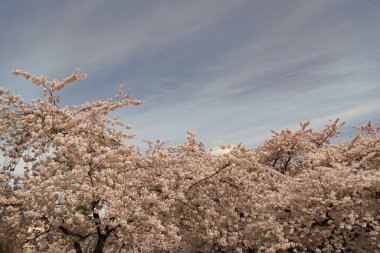 Sakura ağacı mavi arka planda çiçek açar. Boşluğu kopyala.
