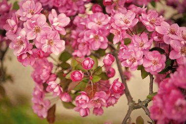 Doğada sakura. Doğada dalda çiçek açan sakura. Baharın doğal fotoğrafı Sakura çiçek açıyor. bahar sakurası doğada.