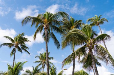 Egzotik doğa. Palmiye ağacı. Miami, Florida 'da yaz tatili. Güneşli bir günde palmiye ağacı. Miami 'de tropik bir sahil. Palmiye ağacıyla tropik bir açık hava sahnesi. Tropik yaz tatili.