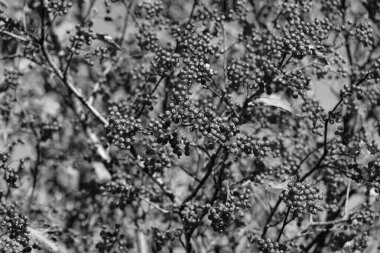 Red Fall Rowanberry şubesi. Red Fall Rowanberry 'de. Kırmızı Rowanberry ile sonbahar sezonu.
