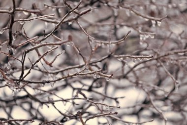 Buzlu kış bitkisi. Kış buzlu doğası. Kış doğasının güzelliği. Dışarıdaki buzlu dallar. Buzlu kış mevsimi. seçici odak.