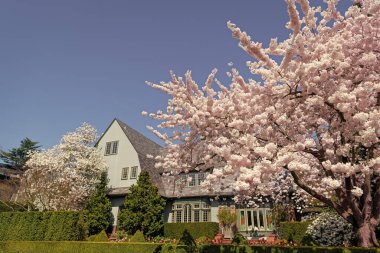 Banliyö mahallesinde güzel bir bahar sezonu. Sakura ağacı çiçeği. Bahar doğası. Sakura ağacı çiçeği. Sakura çiçekli bir ağaç. Baharda çiçek açan Sakura ağacı..