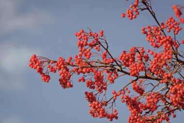 rowan tree with red berry on branch and bright sky background.