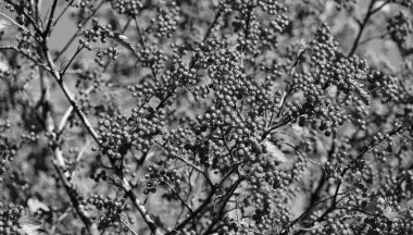 Kırmızı renk Rowanberry şubesi. Red Fall Rowanberry 'de. Kırmızı Rowanberry ile sonbahar sezonu.