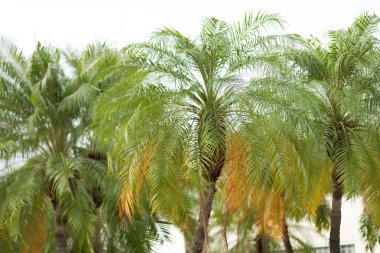 Palmiye ağacı. Miami, Florida 'da yaz tatili. Kaliforniya palmiyesi. Tropik plaj. Palmiye ağacıyla tropik bir açık hava sahnesi. Tropik yaz tatili. Egzotik doğa. Seçici odak.