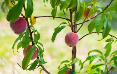 Yaz bahçesinde şeftali ağacı. Ağaçta yetişen şeftali meyveleri. Yaz bahçesinden hasat et. Meyve bahçesi hasadı. Organik şeftali meyvesi. Hasat çiftçiliği.