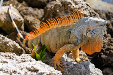 Exotic reptile animal. Wildlife fauna. Wild iguana lizard. Iguana lizard on the stone. Exotic iguana reptile. Exotic pet. clipart