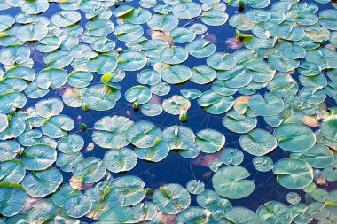 Göletteki nilüferlerin arka planı. Su zambağı gölet suyunda yapraklanır. Lily 'nin geçmişi. Zambak yaprağının doğal arkaplanı.
