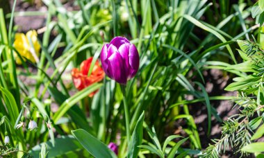 Tulip flower. Beautiful spring tulip flower on flowerbed. Tulip flower in spring bloom. Spring nature. Tulip with blooming flower. Blossom spring season. Flowering nature. clipart